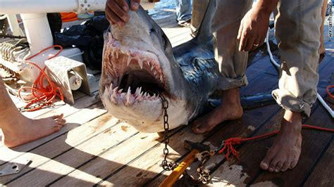ataque de tubarão no egito